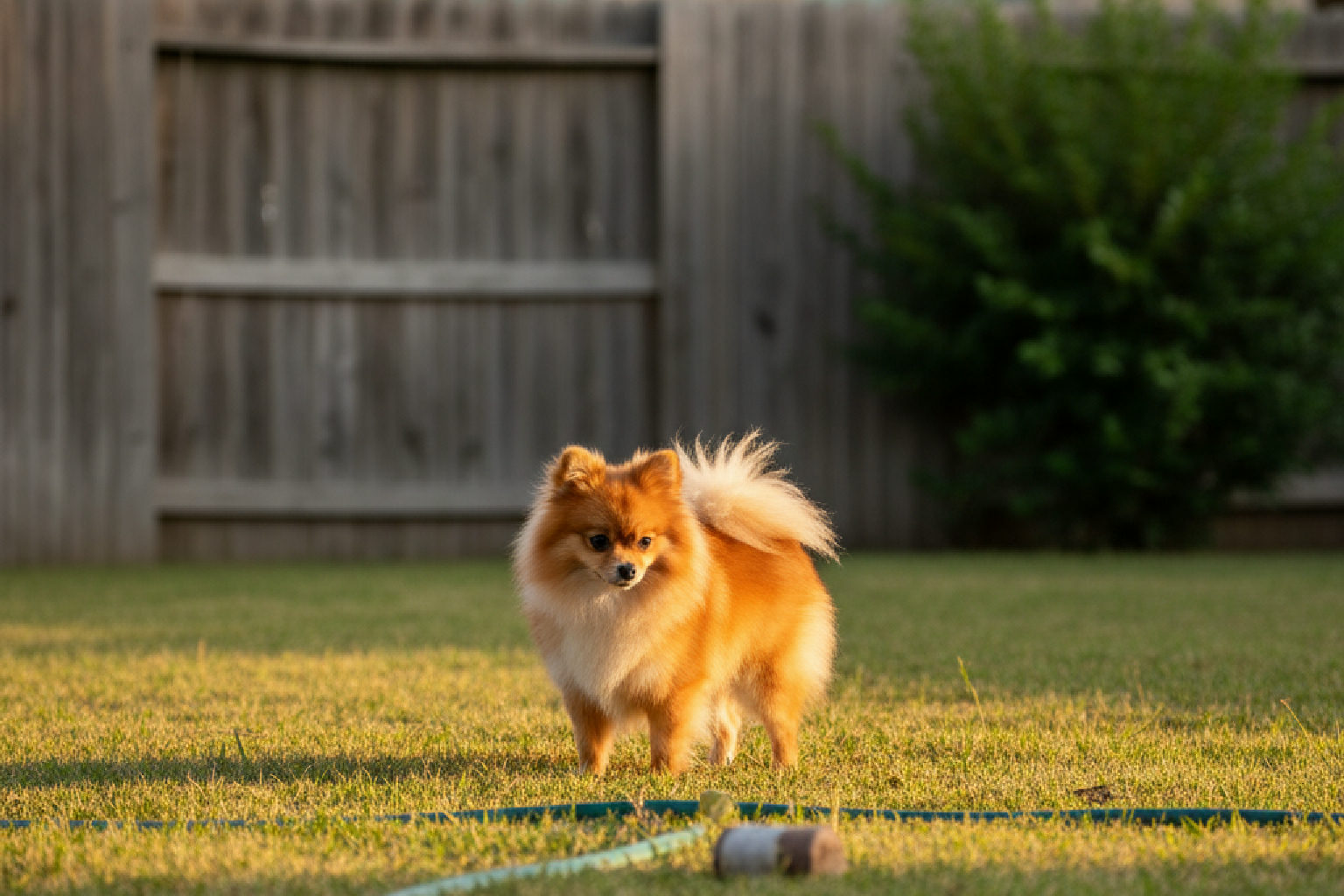 Toad Poisoning in Dogs: Cane Toad Dangers in Cypress, TX