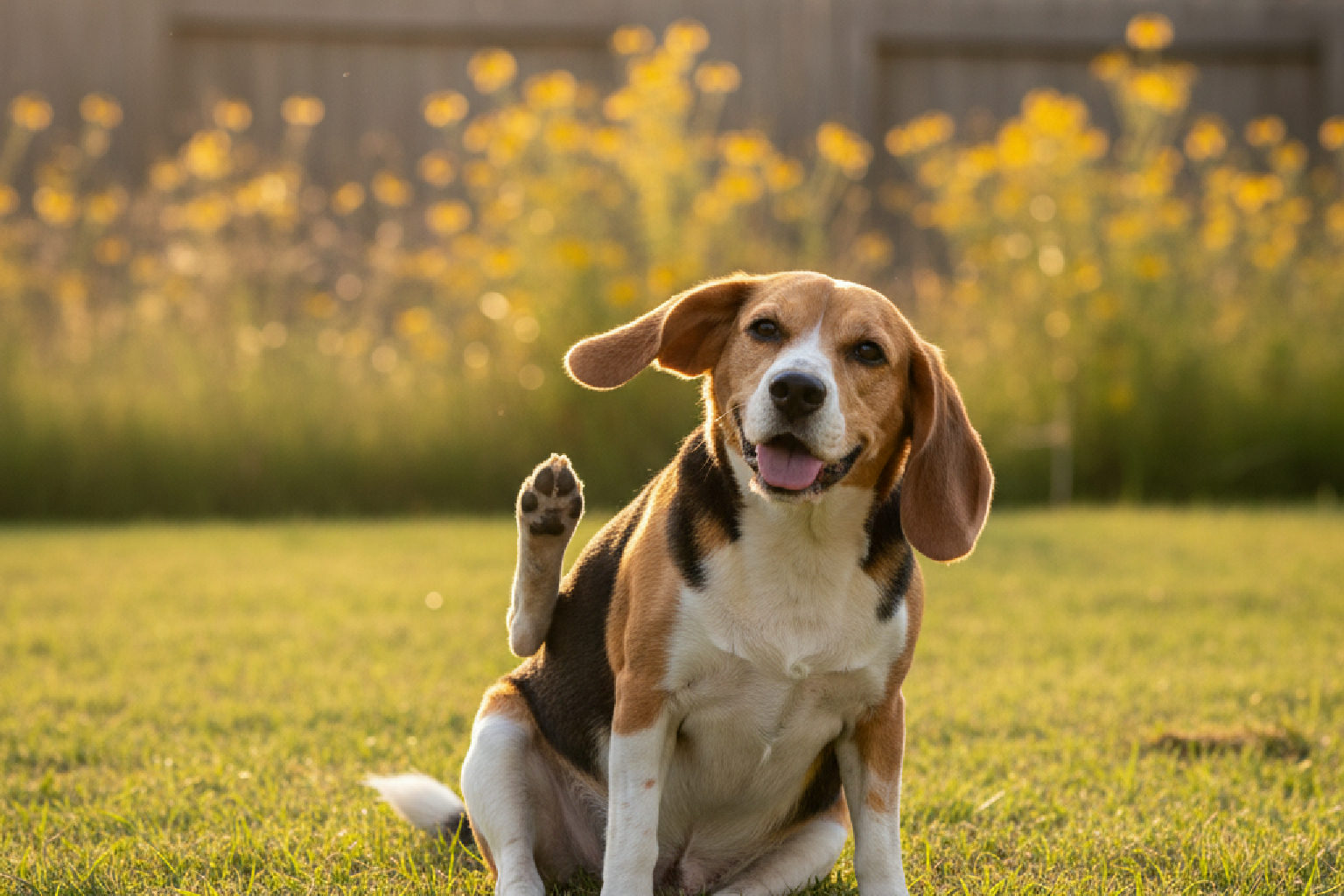 Ragweed and Fall Allergies in Dogs: What Cypress Owners Need Now