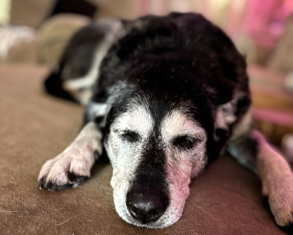 Caring for Your Senior Pet: Tips and Early Screening