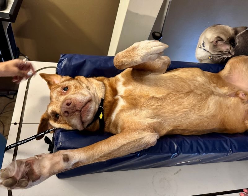 Rex gets a free (CT ) cat scan from leo!!