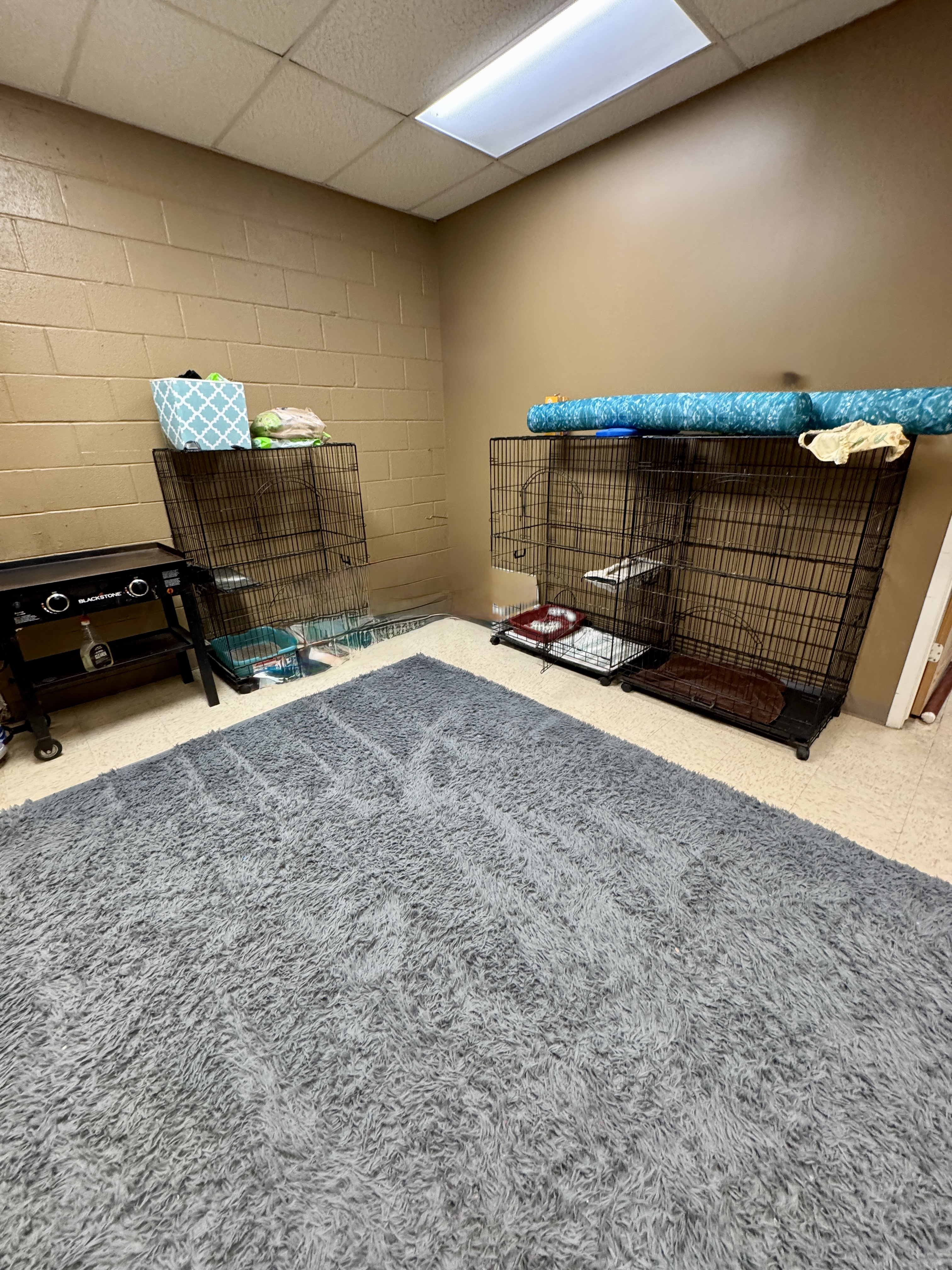 Cat Resting Area