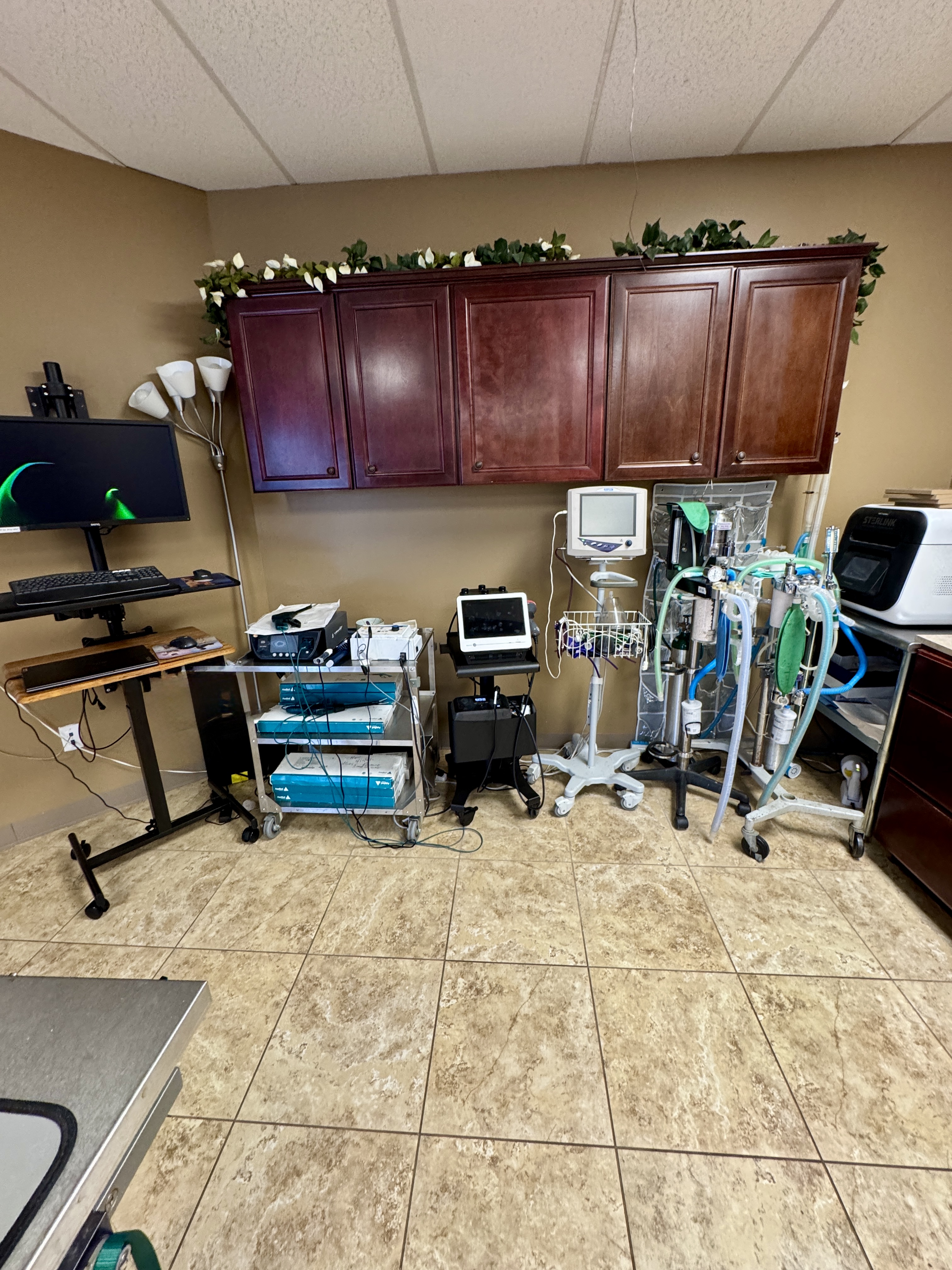 Laser Therapy, Vetovation